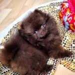 Chopin-male-Pomeranian puppy-for-sale-2