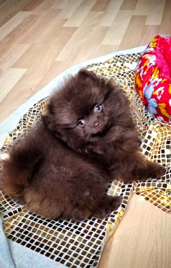 Chopin Pomeranian Chopin Pomeranian