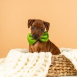 Corrado-male-Miniature-pinscher-puppy-for-sale-1
