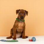 Corrado-male-Miniature-pinscher-puppy-for-sale-2