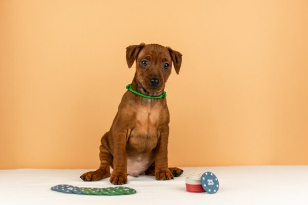 Corrado Miniature Pinscher Corrado Miniature Pinscher