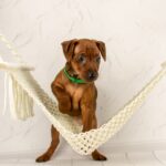 Corrado-male-Miniature-pinscher-puppy-for-sale-3