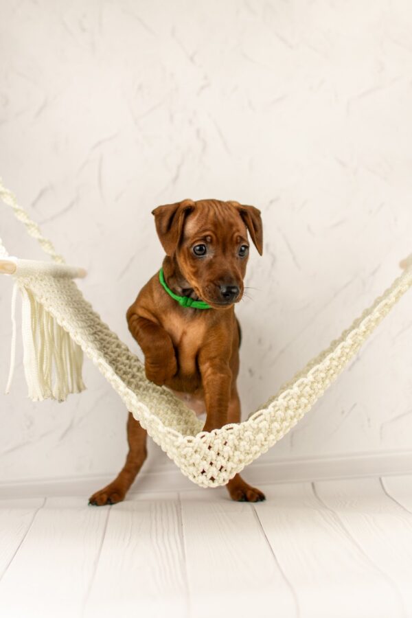 Corrado Miniature Pinscher Corrado Miniature Pinscher