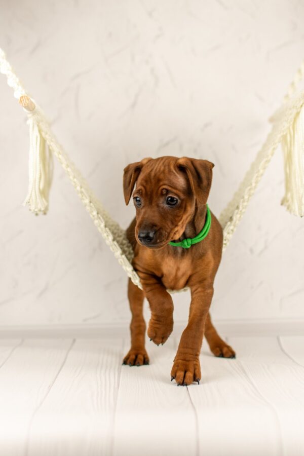 Corrado Miniature Pinscher Corrado Miniature Pinscher