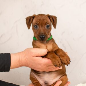 Corrado Miniature Pinscher Corrado Miniature Pinscher