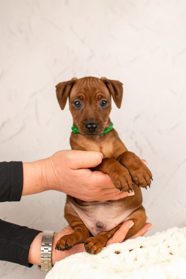 Corrado Miniature Pinscher Corrado Miniature Pinscher