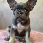 Dafna-female-french-bulldog-puppy-for-sale-1 (1)