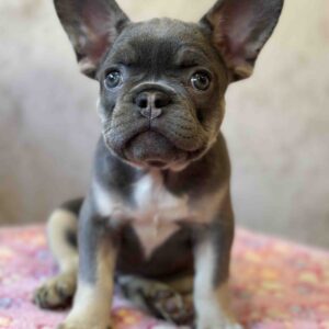 Dafna French Bulldog Dafna French Bulldog