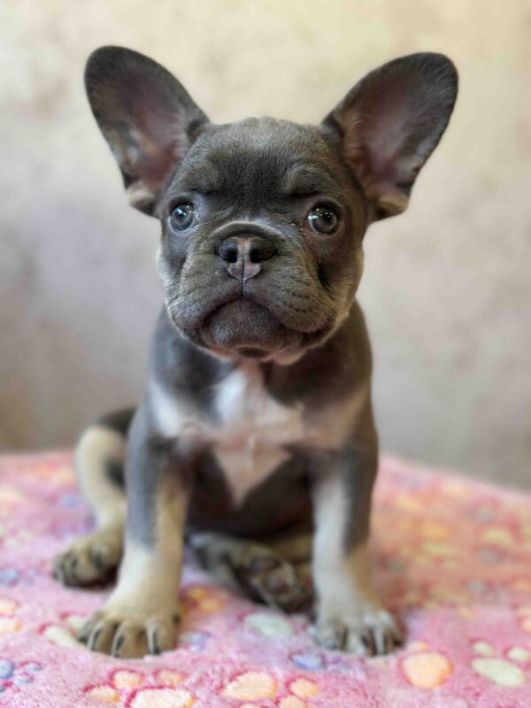 Dafna French Bulldog Dafna French Bulldog