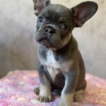 Dafna-female-french-bulldog-puppy-for-sale-1 (2)