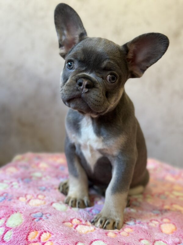 Dafna French Bulldog Dafna French Bulldog