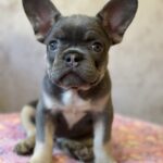 Dafna-female-french-bulldog-puppy-for-sale-1 (3)