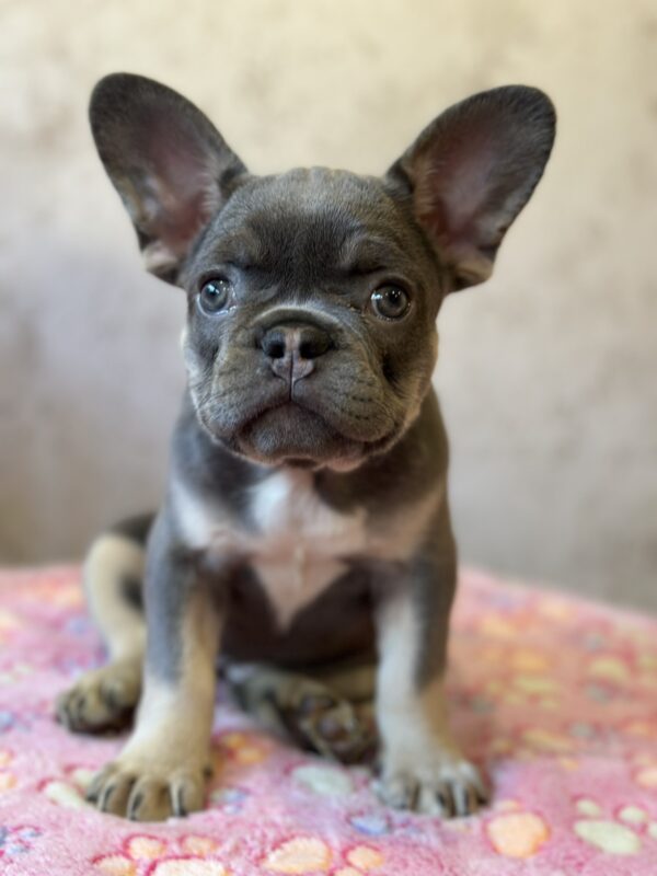 Dafna French Bulldog Dafna French Bulldog