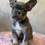 Dafna-female-french-bulldog-puppy-for-sale-1 (4)