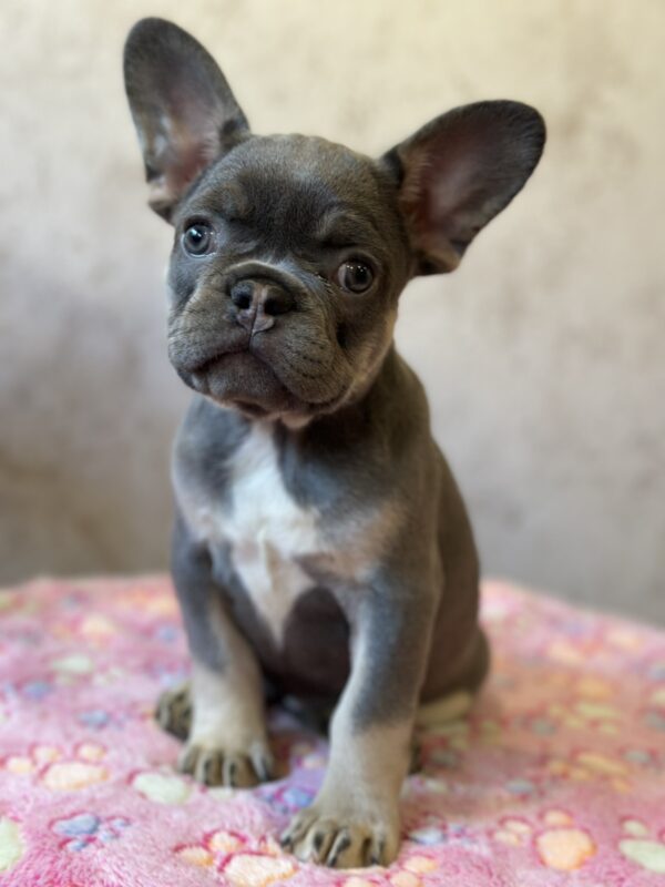 Dafna French Bulldog Dafna French Bulldog