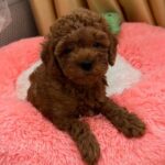 Dallas-male-Poodle-puppy-for-sale-1