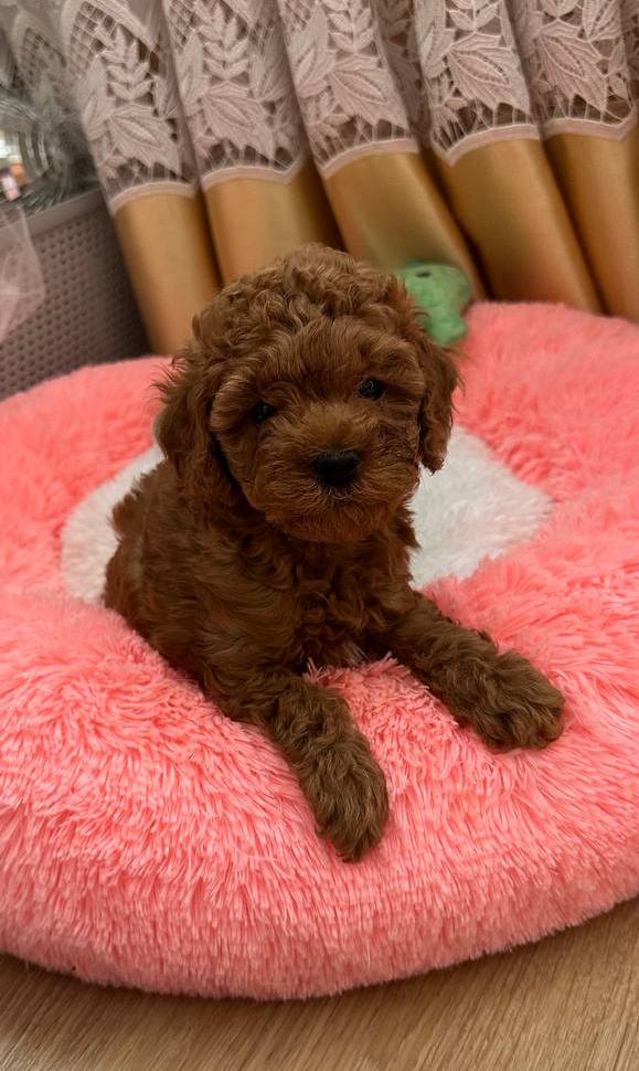 Dallas Toy Poodle Dallas Toy Poodle