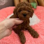 Dallas-male-Poodle-puppy-for-sale-2