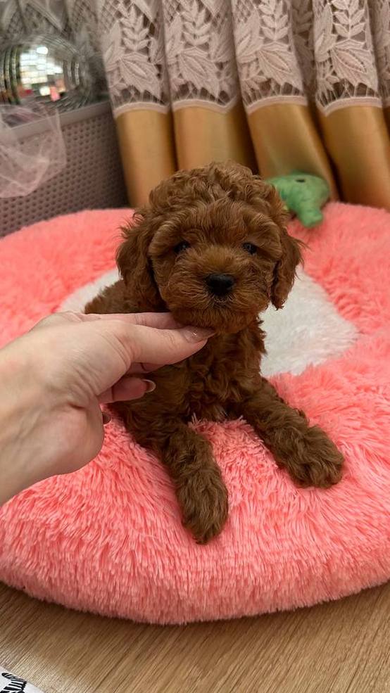 Dallas Toy Poodle Dallas Toy Poodle