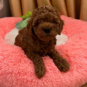 Dallas Toy Poodle Dallas Toy Poodle