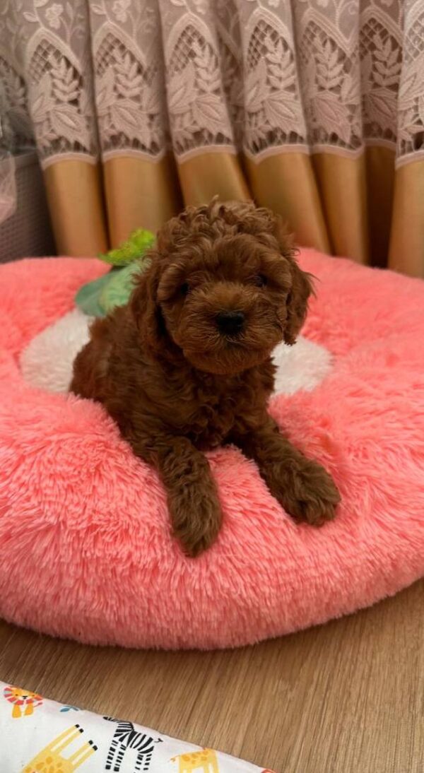 Dallas Toy Poodle Dallas Toy Poodle