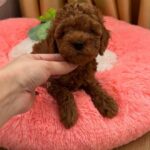 Dallas-male-Poodle-puppy-for-sale-4