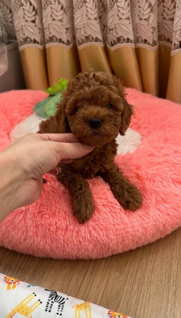Dallas Toy Poodle Dallas Toy Poodle