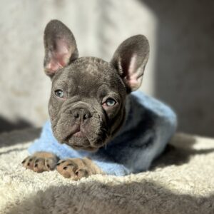 Dalores French Bulldog Dalores French Bulldog