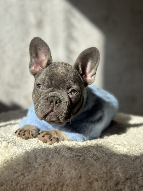 Dalores French Bulldog Dalores French Bulldog