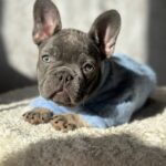 Dalores-female-french-bulldog-puppy-for-sale-1 (2)