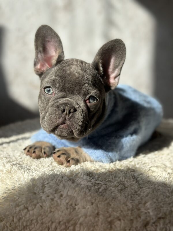 Dalores French Bulldog Dalores French Bulldog