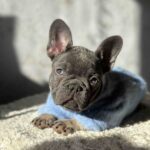 Dalores-female-french-bulldog-puppy-for-sale-1 (3)