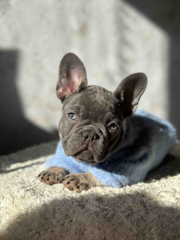 Dalores French Bulldog Dalores French Bulldog