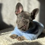 Dalores-female-french-bulldog-puppy-for-sale-1 (4)