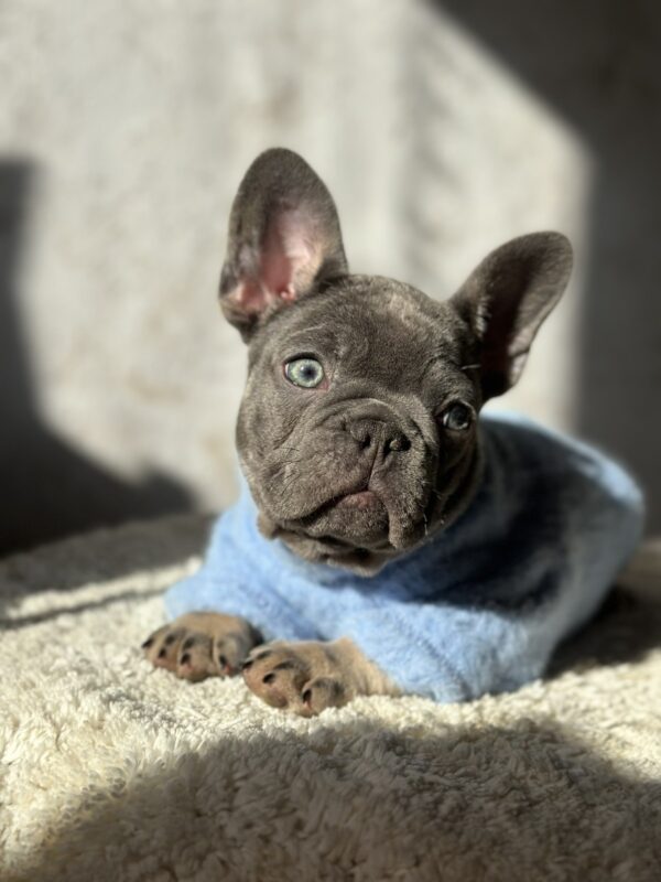 Dalores French Bulldog Dalores French Bulldog