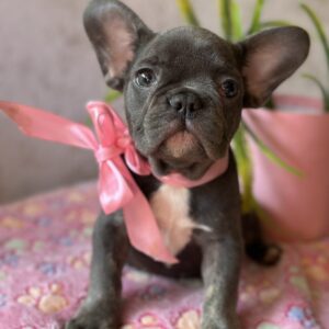 Dana French Bulldog Dana French Bulldog