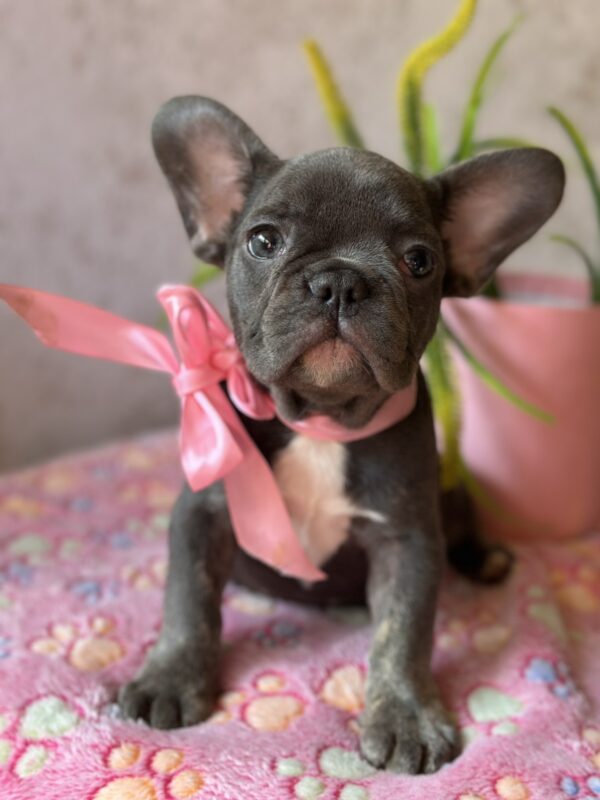 Dana French Bulldog Dana French Bulldog