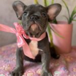 Dana-female-french-bulldog-puppy-for-sale-1 (2)