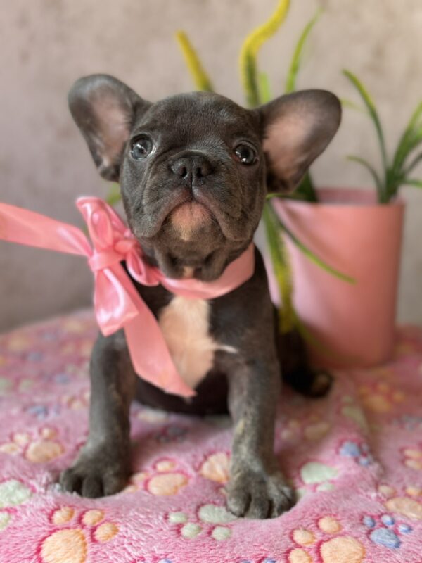 Dana French Bulldog Dana French Bulldog