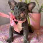 Dana-female-french-bulldog-puppy-for-sale-1 (3)