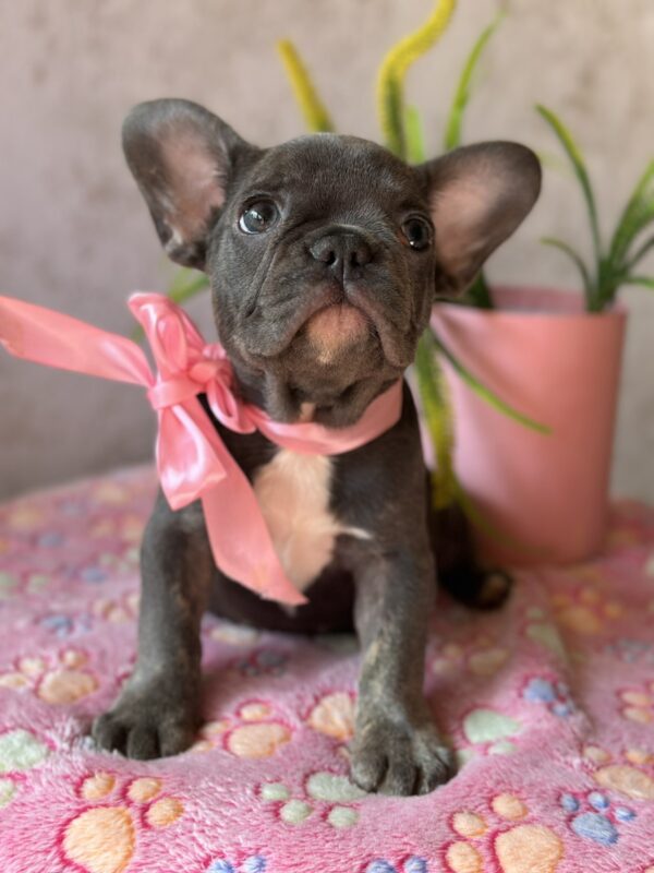 Dana French Bulldog Dana French Bulldog