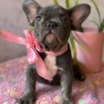 Dana-female-french-bulldog-puppy-for-sale-1 (4)