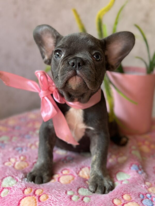 Dana French Bulldog Dana French Bulldog