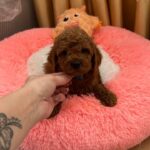 Dandy-male-Poodle-puppy-for-sale-1