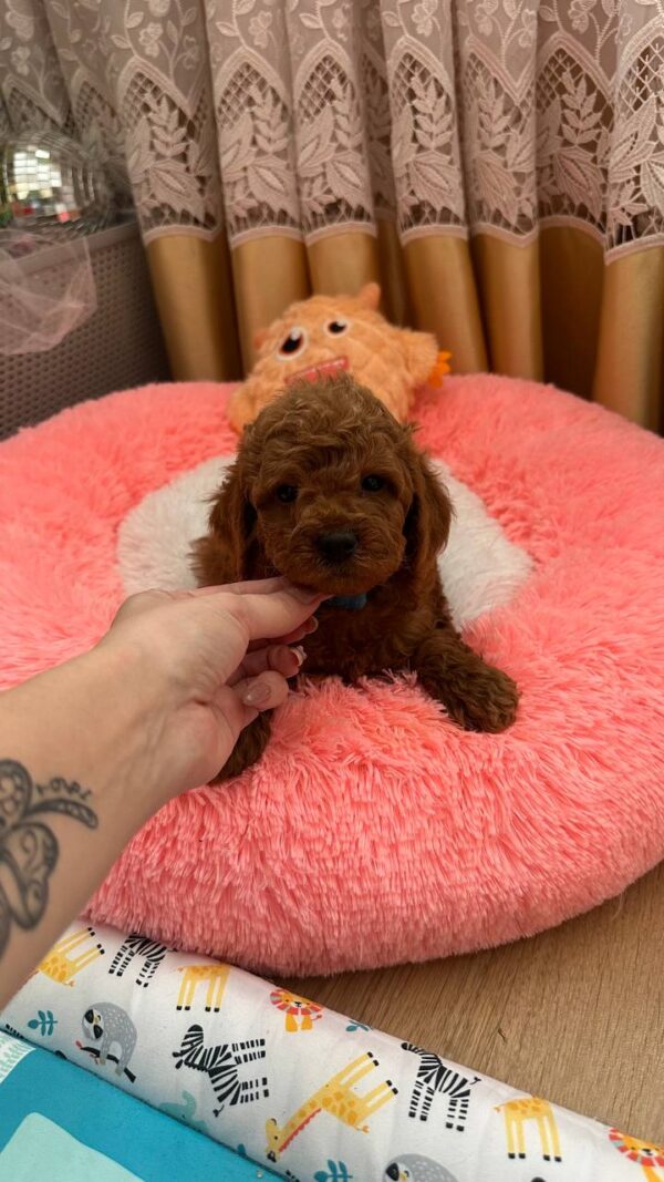 Dandy Toy Poodle Dandy Toy Poodle