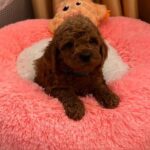 Dandy-male-Poodle-puppy-for-sale-2
