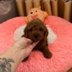Dandy-male-Poodle-puppy-for-sale-3