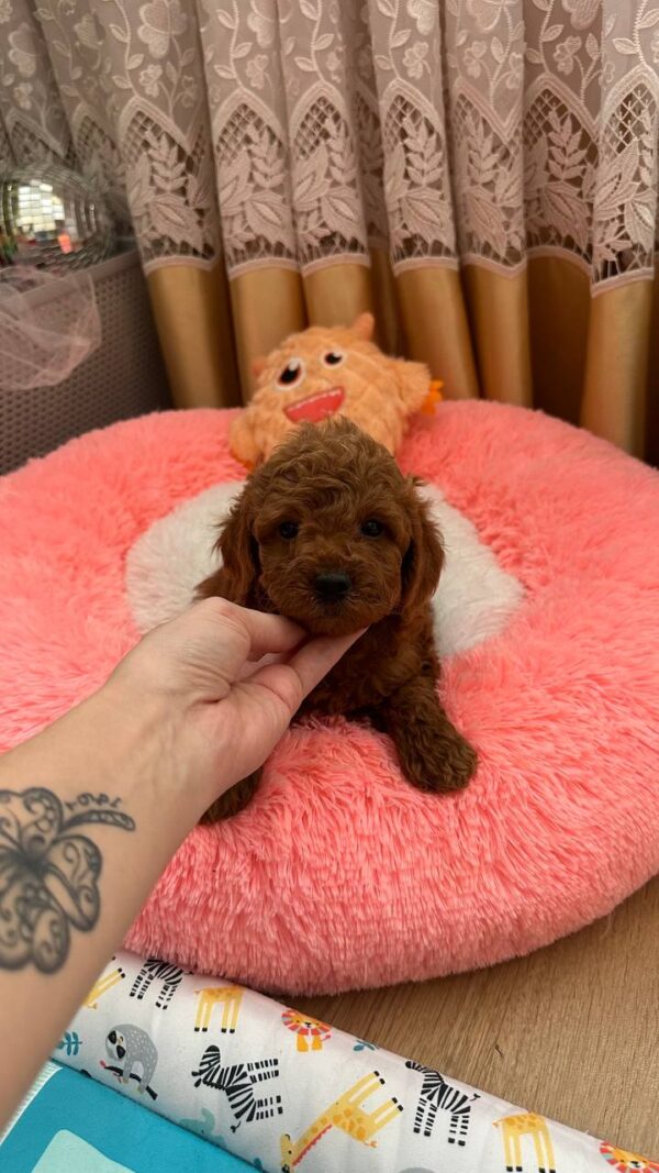 Dandy Toy Poodle Dandy Toy Poodle