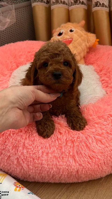 Dandy Toy Poodle Dandy Toy Poodle