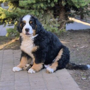 Danil Bernese Mountain Dog Danil Bernese Mountain Dog